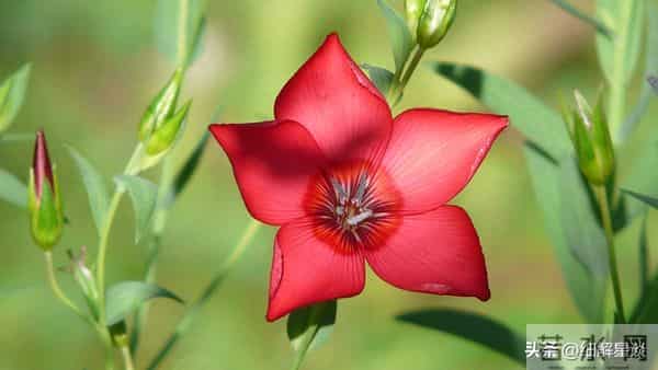 第一名：巳蛇，12月3号，接下来10天，就要喜从天降！