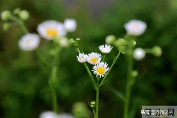 乡土小说:红姐(17)