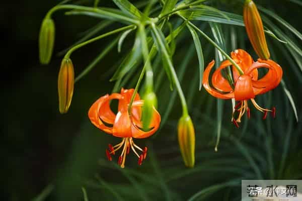 真正修行之人,会活成自己的光,觉醒后他们有这三种境界