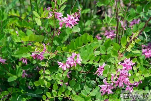 乡土小说:红姐(17)