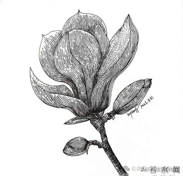 2025年钢笔画作品集，坚持就有收获