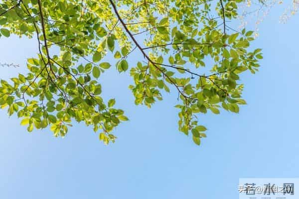 乡土小说：红姐（18）