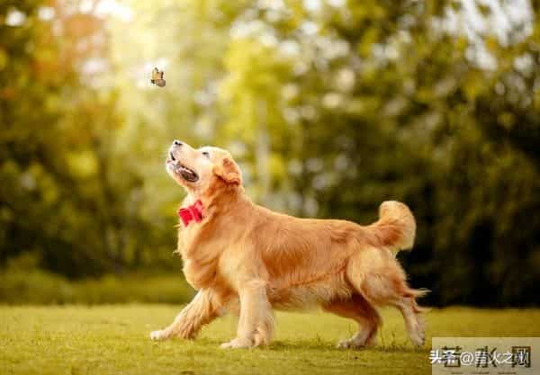 属狗人56岁转运！贵人一出现，挡都挡不住！