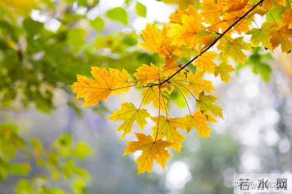 乡土小说：红姐（18）