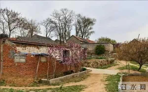 漂亮的五婶(174)五婶心里很感激马三