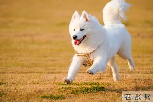 属狗人56岁转运！贵人一出现，挡都挡不住！