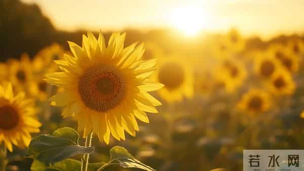 如何应对领导的打压？不争对错，做好这四件事。