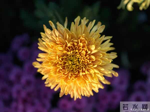 十二月奋进曲:四大属相破浪前行,事业生活双花开