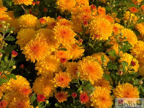 十二月奋进曲:四大属相破浪前行,事业生活双花开