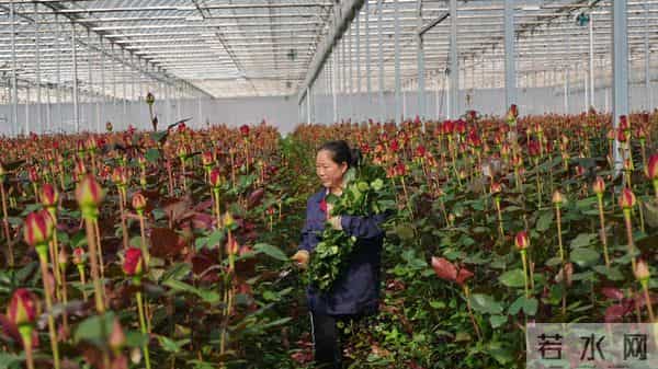 马龙区：产业拓宽就业路 群众增收有门路