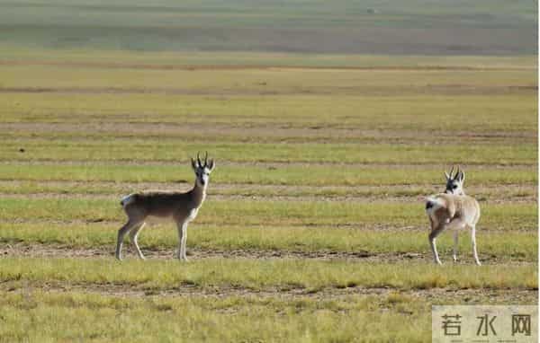 为了在体制内“游刃有余”，而不“连滚带爬”，最好要有“五心”
