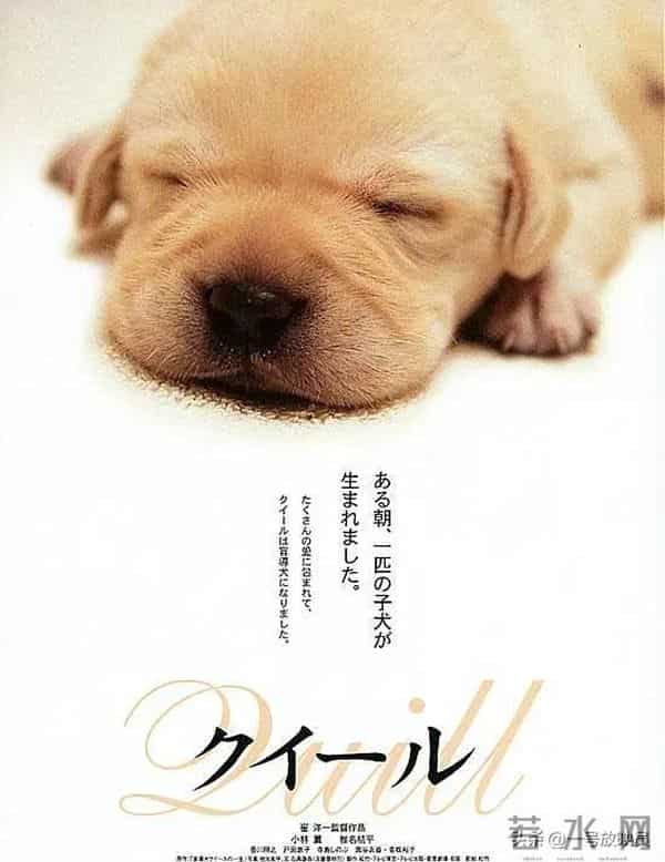 狗狗是人类最好的朋友!9部催泪宠物电影,看完心都化了。