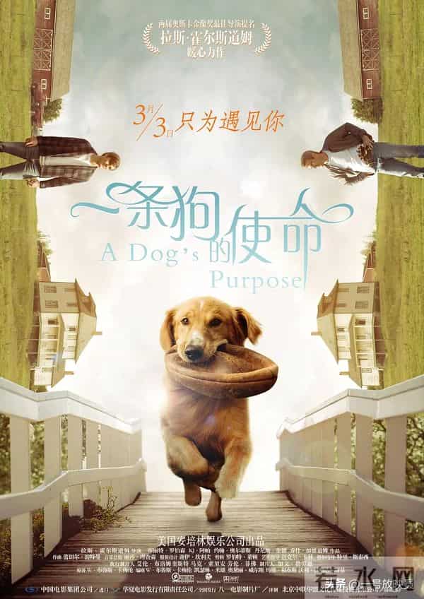 狗狗是人类最好的朋友!9部催泪宠物电影,看完心都化了。