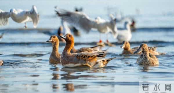 《疯狂动物城2》4D票被爆炒