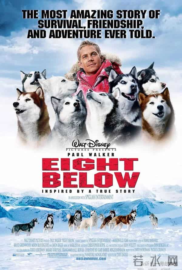 狗狗是人类最好的朋友!9部催泪宠物电影,看完心都化了。