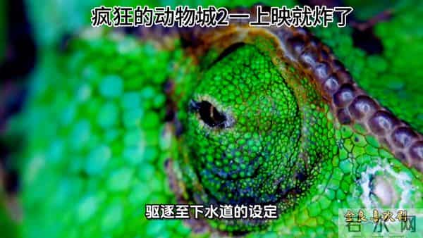 动物城2上影就炸了