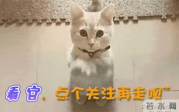 别让“疯狂动物城”，沦为“盗摄城”！