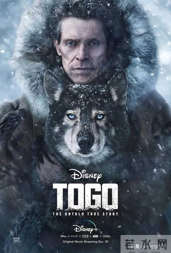 狗狗是人类最好的朋友!9部催泪宠物电影,看完心都化了。