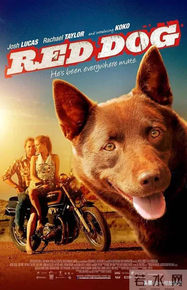 狗狗是人类最好的朋友!9部催泪宠物电影,看完心都化了。