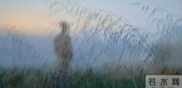 《疯狂动物城2》遇对手！这部无投资影片，凭什么让观众集体破防