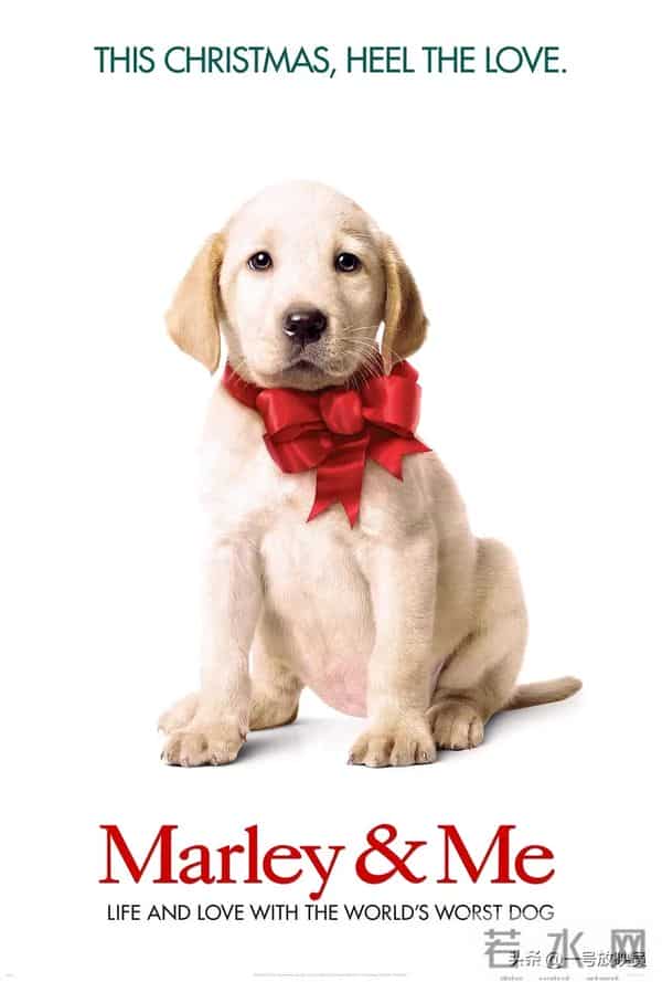 狗狗是人类最好的朋友!9部催泪宠物电影,看完心都化了。