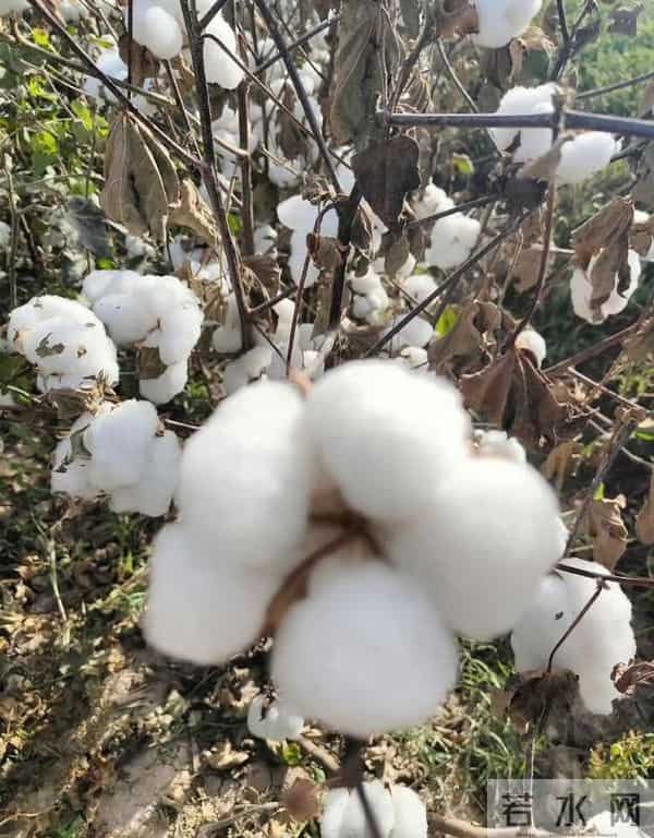 棉花没消失!为啥现在衣服全是聚酯纤维,难穿到纯棉?