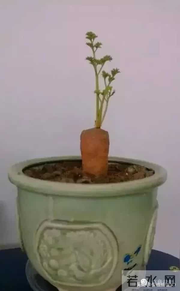 主流相声演员和非主流相声演员心态咋就不一样呢?