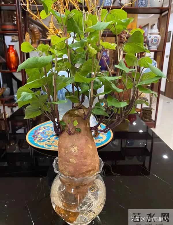 主流相声演员和非主流相声演员心态咋就不一样呢?