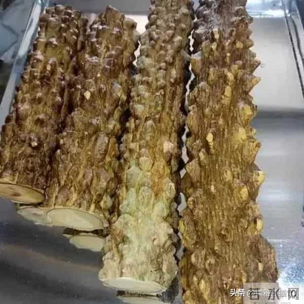 主流相声演员和非主流相声演员心态咋就不一样呢?