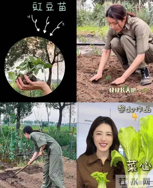 曾黎的菜园与荣耀：一位49岁女演员的“非标准”人生答卷