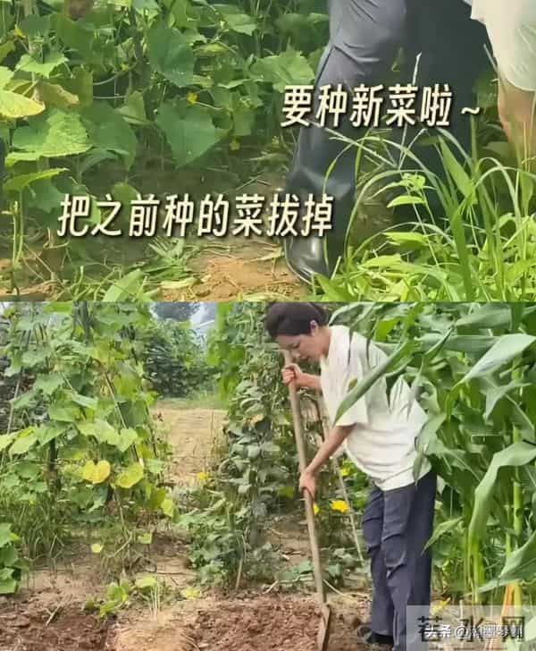 曾黎的菜园与荣耀：一位49岁女演员的“非标准”人生答卷