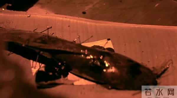 这票房冠军,有胆就上