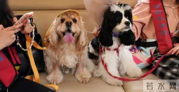 火爆远超预期!突然兴起却引发激烈争议,有人带头抵制!上海组织者现身说法,医生提醒