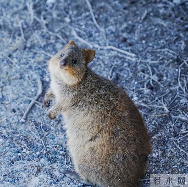 《疯狂动物城2》里居然有15个“隐藏彩蛋”,千万别错过