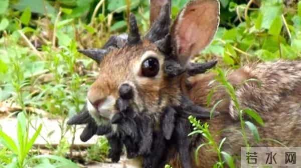 《疯狂动物城2》里居然有15个“隐藏彩蛋”,千万别错过