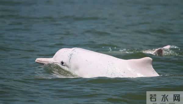“顶流”来了!又一取景阳江的电影本周上映
