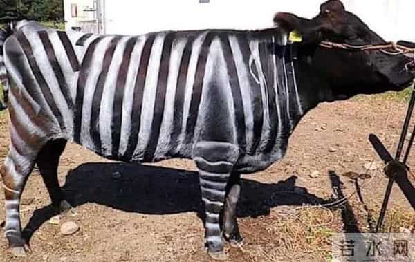 《疯狂动物城2》里居然有15个“隐藏彩蛋”,千万别错过