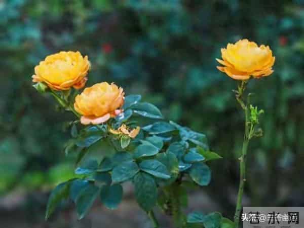 婚姻遭背叛，学会自处。一念放下，天地皆宽；万般自在，心莲盛开