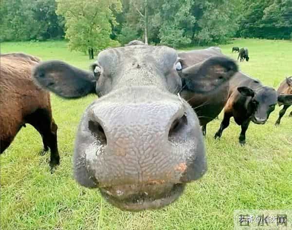 金牛越沉越被误会,为何却对某个星座一眼来电,会和谁甜到最后?