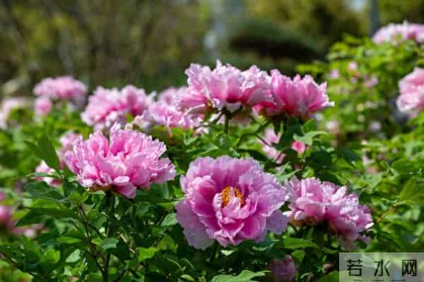 在我眼中，你胜过玫瑰花的娇艳，赛过牡丹花的雍容
