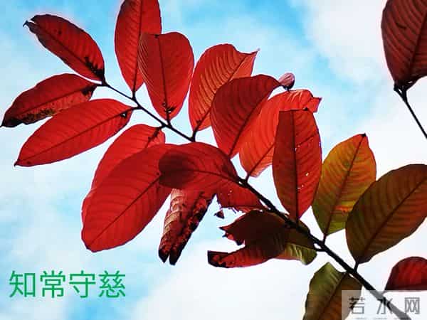 哥俩的命运（2）哥俩喜欢上同一个女孩