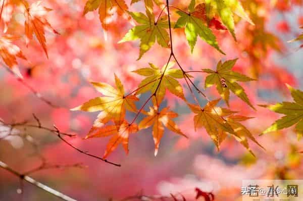 忠告子女：再孝顺，也不要为年过75的老父老母，做这4件事