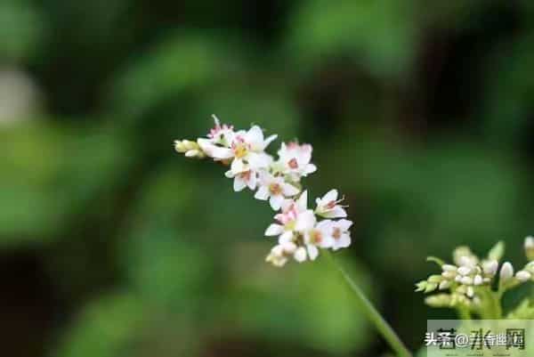 婚姻遭背叛，学会自处。一念放下，天地皆宽；万般自在，心莲盛开