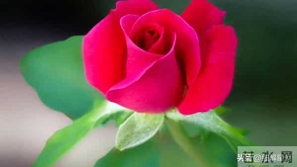 12月10日星期三，戌狗，可能会有有事发生