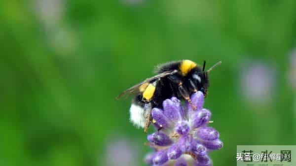 12月10日星期三,卯兔,可能会有小事发生