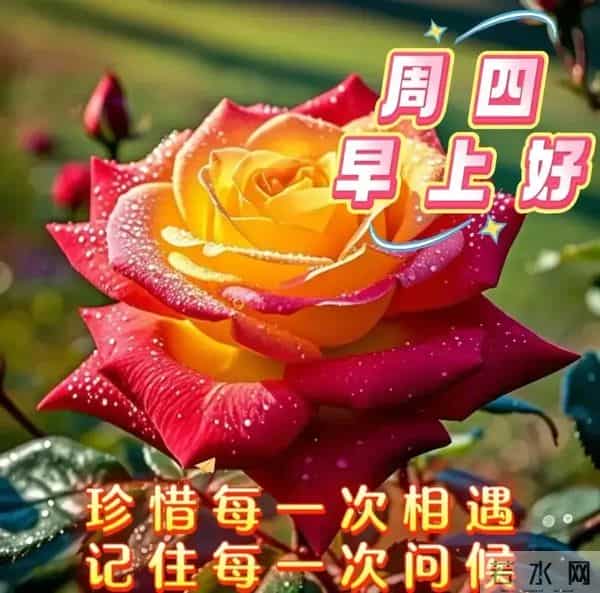 2025年12月11日周四早安 早上好图片最新今天 温馨淡雅的早安图片