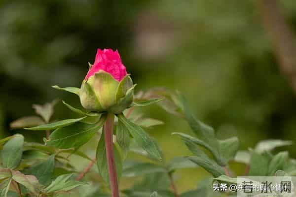 女人真正的深爱,是荷尔蒙失控的喜欢