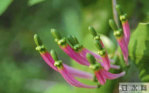 12月10日至12月19日，狮子座，星期三，即将发生！