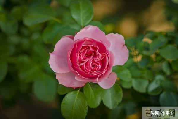 两性关系,女人可以搂着睡,亲她的嘴,但千万别全信她说的话