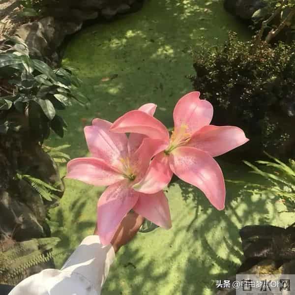 最女儿奴的三大星座男